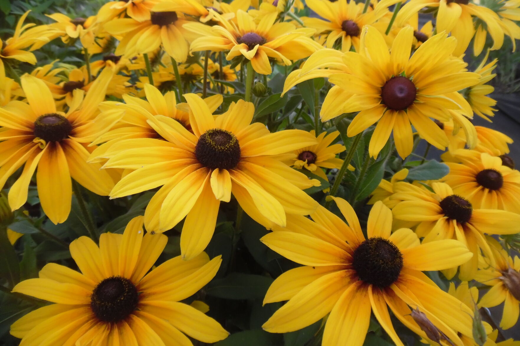 A flower named Sue